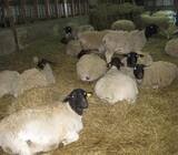 Available lambs for sale