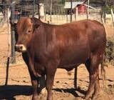 Healthy Bonsmara Bulls and Heifers