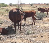Healthy Bonsmara Bulls and Heifers