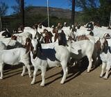 Buy Boer goats online