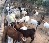 Buy Boer and Kalahari goats online