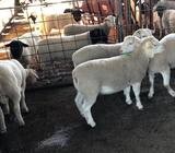 Order dorper and Merino lambs online