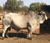Bulls and Heifers Best Price (Bonsmara, Nguni And Brahman)