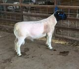Available Lambs (Dorper And Merino) Competitive Price