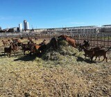 Boer and Kalahari Red Goats Now Available
