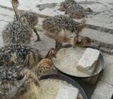 Ostrich Chicks And Fertile Eggs