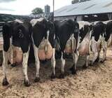 Dairy/Milking Cattle Available