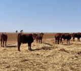 Bonsmara Heifers And Bulls For Sale