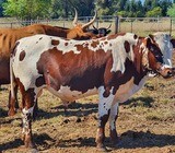 Healthy Nguni Cattle And Calves