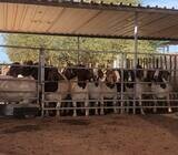 Boer And Kalahari Red Goats For Sale