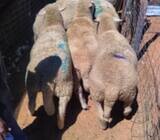 Dorper And Merino Lambs For Sale