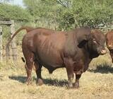 Beef And Dairy Cattle For Sale