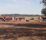 Bonsmara, Brahman And Nguni Cattle For Sale