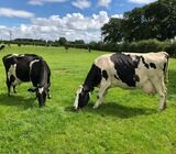 Holstein Friesian And Jersey Cows For Sale
