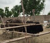 Ostrich Chicks And Fertile Ostrich Eggs For Sale