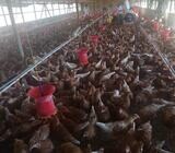 Hybrid Layer Chickens And Fresh Farm Eggs For Sale