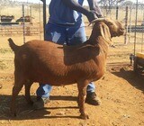 Kalahari Buck And Does Available