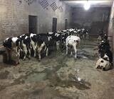 Friesian Cows at our farm.