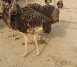 Live Ostrich Birds