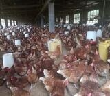 Chickens for sale/Point of Lays