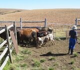 Nguni and Angus cattle for sale