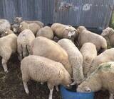 Now for sale Merino and Dorper Lambs