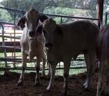 Healthy Bonsmara And Brahman Cattle