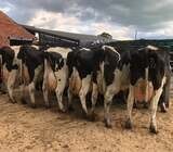 45 Milking/Dairy cattle