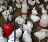 Point of Layer chickens