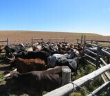 Cows for sale.