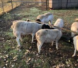 Lambs Merino and Dorper