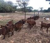 Red Kalahari goats And Boer Goats
