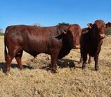 Cattle And Calves for sale